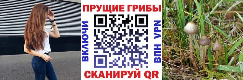 Галлюциногенные грибы MAGIC MUSHROOMS  Абакан 